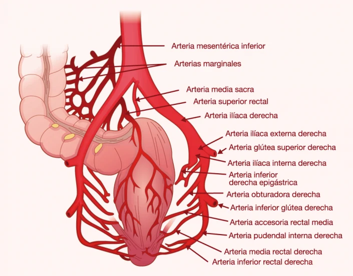 Bowel colon infographic graphic design illustration
