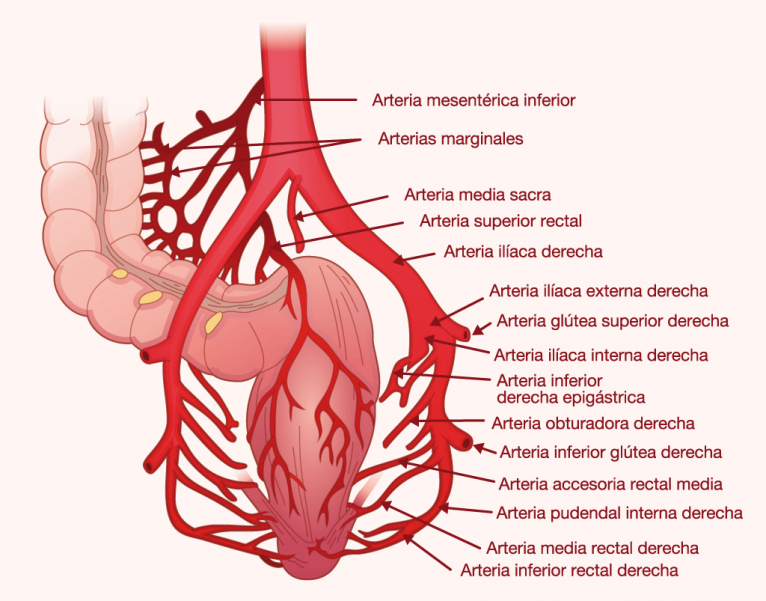 Bowel colon infographic graphic design illustration