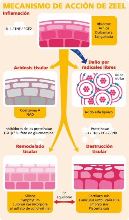 Infographic osteoarthritis graphic design artwork